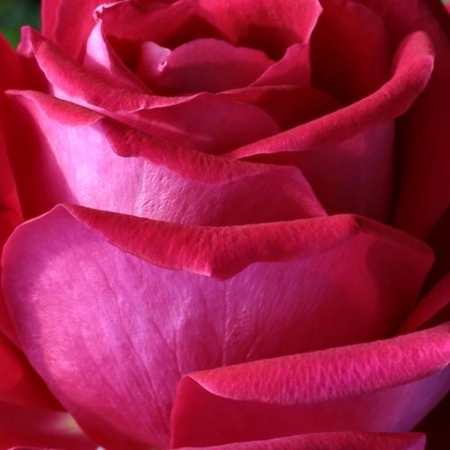 Rosa Anne Marie Trechslin™ - rosa de fragancia intensa - Árbol de Rosas Híbrido de Té - rosal de pie alto - rosa - Meilland International- forma de corona de tallo recto - Rosal de árbol con forma de flor típico de las rosas de corte clásico.
